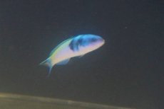 画像3: 【海水魚・ベラ】【通販】ブルーヘッドラス（1匹）（±8-10cm）（サンプル画像）（生体）(海水魚) (3)