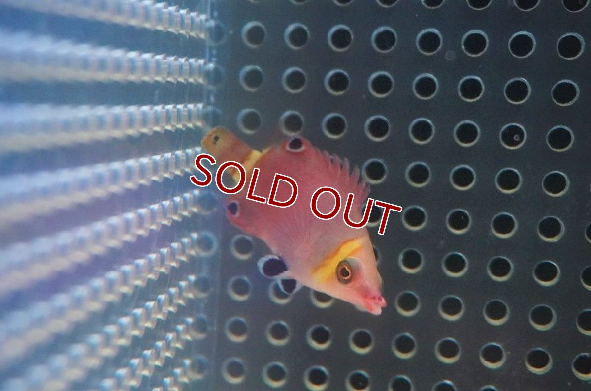 画像2: 【海水魚・ベラ】ハシナガベラ（1匹）（±3-4cm）（サンプル画像）（生体）(海水魚) (2)