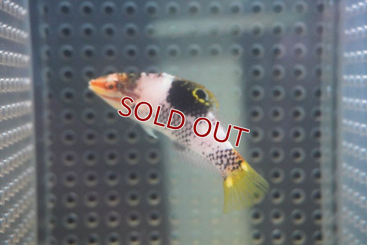 画像2: 【海水魚・ベラ】トカラベラ（Sサイズ）（1匹）（±5-7cm）（サンプル画像）（生体）(海水魚) (2)