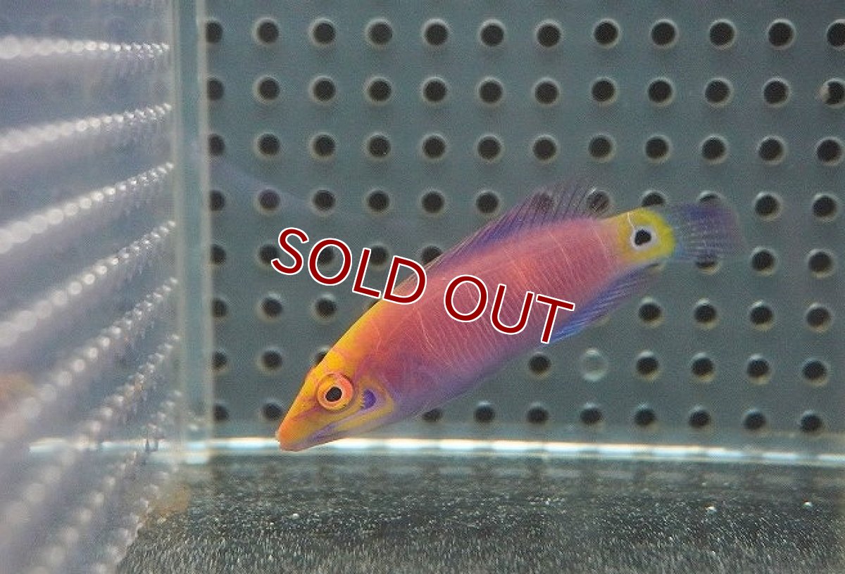 画像2: 【海水魚・ベラ】【数量限定特価♪】オセレイトラス（ミステリーラス）（1匹）（±5-6cm）（サンプル画像）（生体）(海水魚) (2)