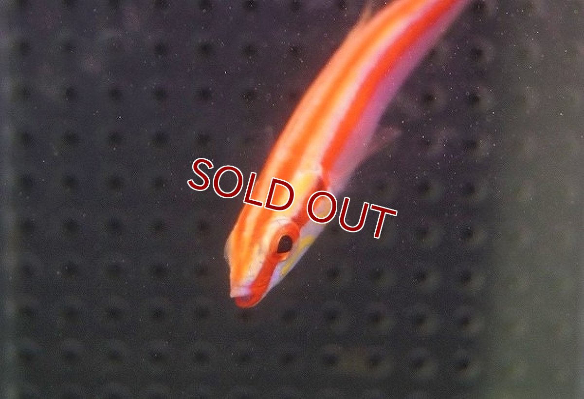 画像3: 【海水魚・ベラ】モルディブスレンダーホグフィッシュ（1匹）（±8-10cm）（サンプル画像）（生体）(海水魚)（サンゴ） (3)