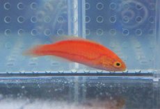 画像2: 【海水魚・ベラ】【通販】ピンテールラス（ペア）【1ペア】（±5-6cm）（サンプル画像）（生体）(海水魚)（サンゴ） (2)