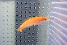 画像1: 【海水魚・ベラ】【通販】イエローヘッドラス（幼魚）【1匹】（±6-10cm）（サンプル画像）（生体）(海水魚)（サンゴ） (1)