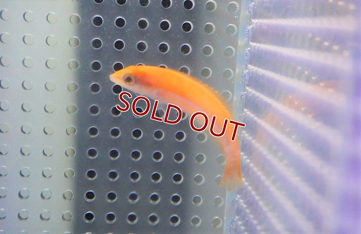 画像2: 【海水魚・ベラ】イエローヘッドラス（幼魚）【1匹】（±6-10cm）（サンプル画像）（生体）(海水魚)（サンゴ） (2)