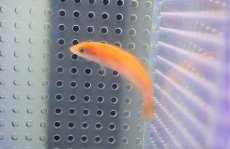 画像2: 【海水魚・ベラ】【通販】イエローヘッドラス（幼魚）【1匹】（±6-10cm）（サンプル画像）（生体）(海水魚)（サンゴ） (2)