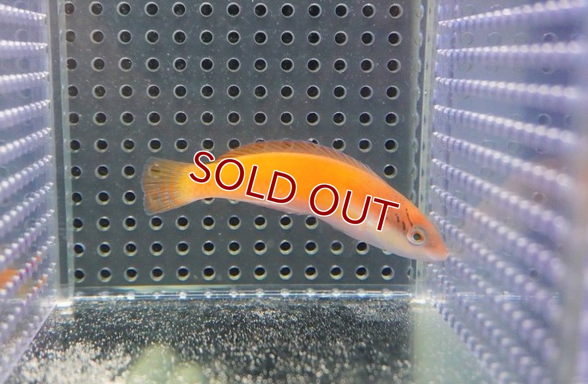 画像3: 【海水魚・ベラ】イエローヘッドラス（幼魚）【1匹】（±6-10cm）（サンプル画像）（生体）(海水魚)（サンゴ） (3)