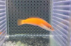 画像3: 【海水魚・ベラ】【通販】イエローヘッドラス（幼魚）【1匹】（±6-10cm）（サンプル画像）（生体）(海水魚)（サンゴ） (3)