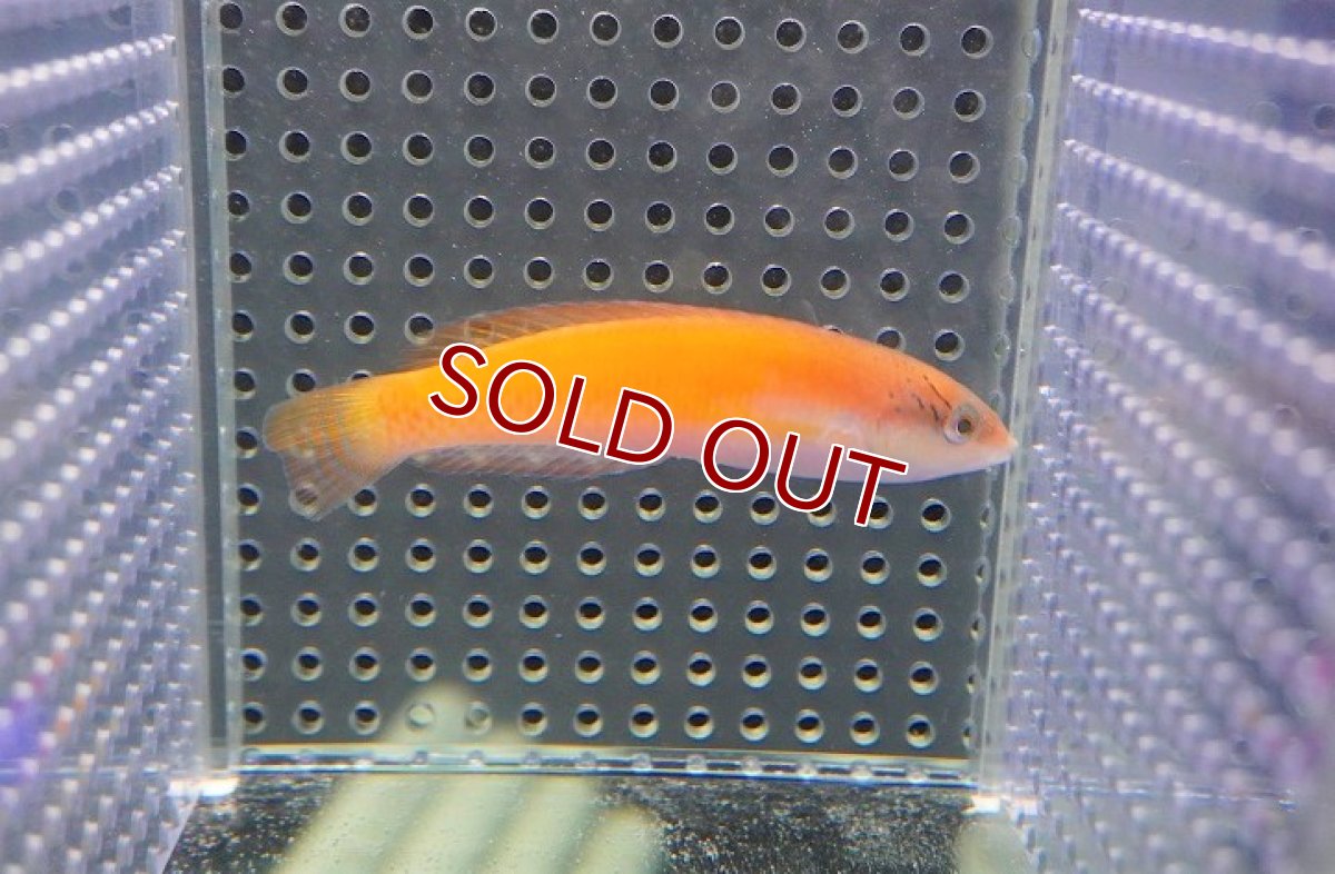 画像4: 【海水魚・ベラ】イエローヘッドラス（幼魚）【1匹】（±6-10cm）（サンプル画像）（生体）(海水魚)（サンゴ） (4)