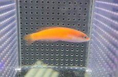 画像4: 【海水魚・ベラ】【通販】イエローヘッドラス（幼魚）【1匹】（±6-10cm）（サンプル画像）（生体）(海水魚)（サンゴ） (4)