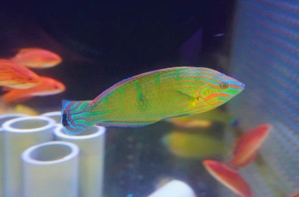 海水魚・ベラ】極美♪カザリキュウセン【1匹】（±7-10cm