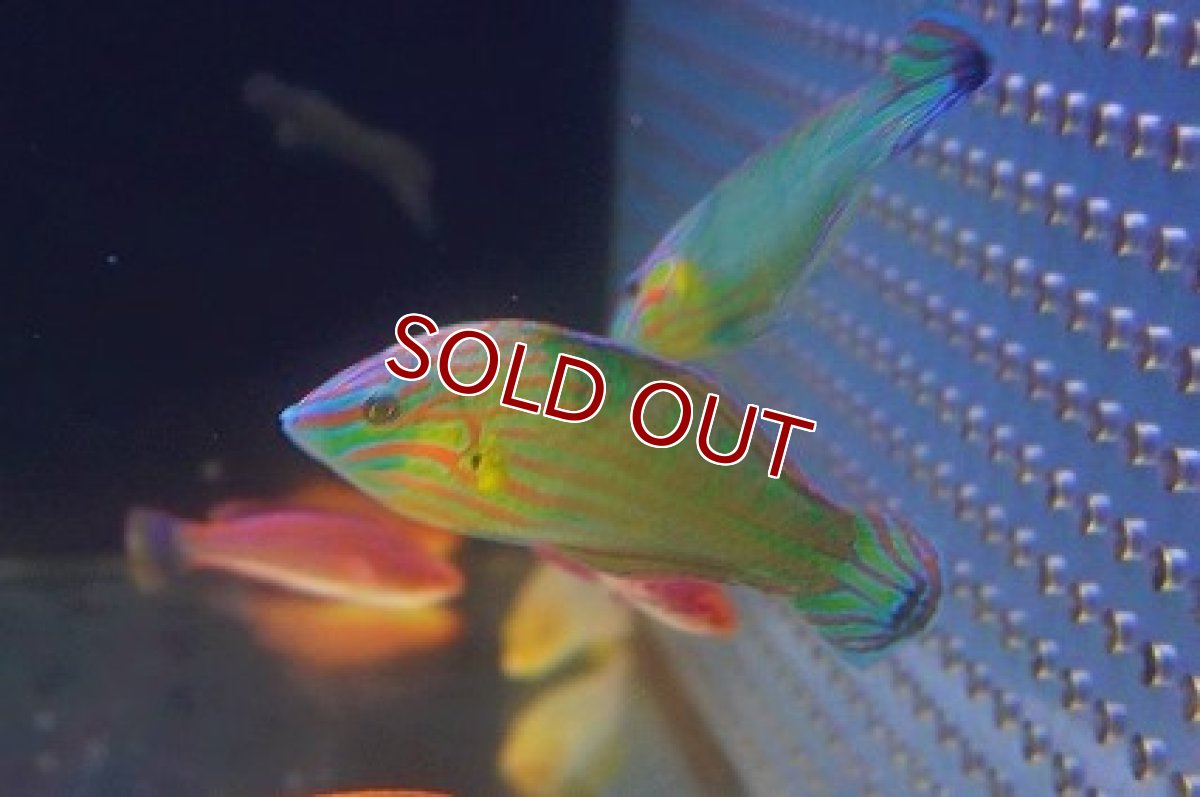 画像2: 【海水魚・ベラ】極美♪カザリキュウセン【1匹】（±7-10cm）（サンプル画像）（生体）(海水魚) (2)