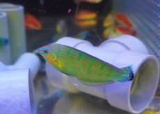 画像3: 【海水魚・ベラ】【通販】極美♪カザリキュウセン【1匹】（±7-10cm）（サンプル画像）（生体）(海水魚) (3)