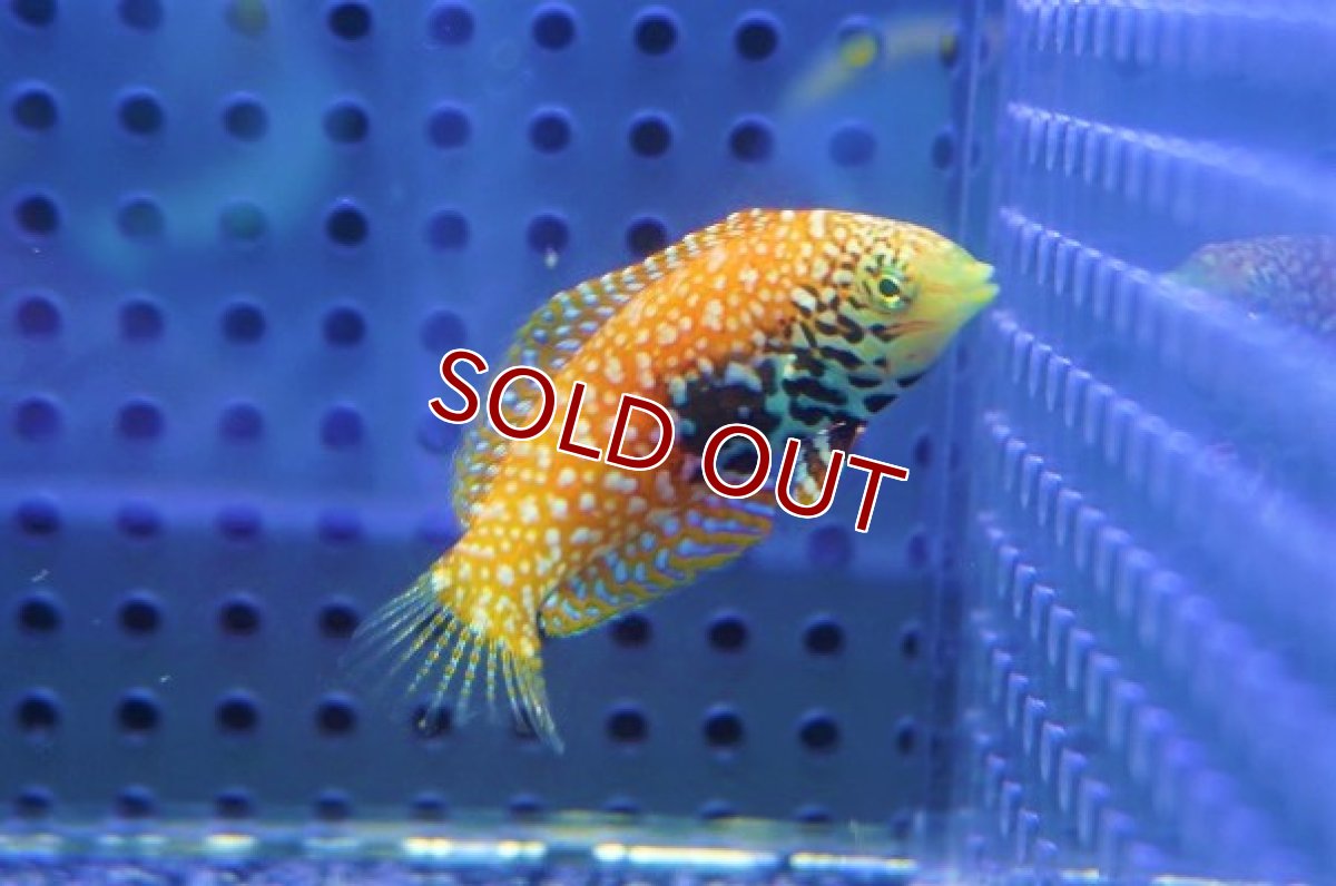 画像1: 【海水魚・ベラ】極美♪スプレンデッドレオパードラス（♀）【1匹】（±4-5cm）（サンプル画像）（生体）(海水魚) (1)