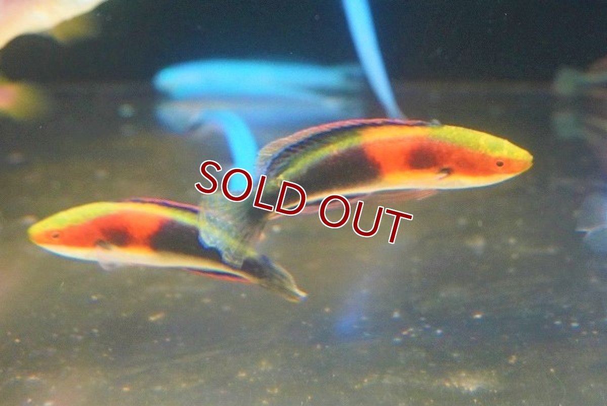 画像1: 【海水魚・ベラ】ゴシキイトヒキベラsp. （Yellow）【1匹】（±5-7cm）（サンプル画像）（生体）(海水魚) (1)