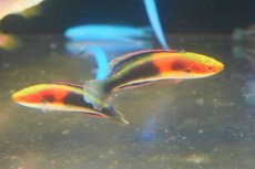 画像1: 【海水魚・ベラ】ゴシキイトヒキベラsp. （Yellow）【1匹】（±5-7cm）（サンプル画像）（生体）(海水魚) (1)