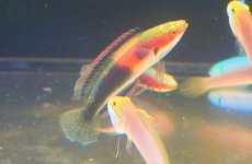 画像2: 【海水魚・ベラ】【通販】ゴシキイトヒキベラsp. （Yellow）【1匹】（±5-7cm）（サンプル画像）（生体）(海水魚) (2)