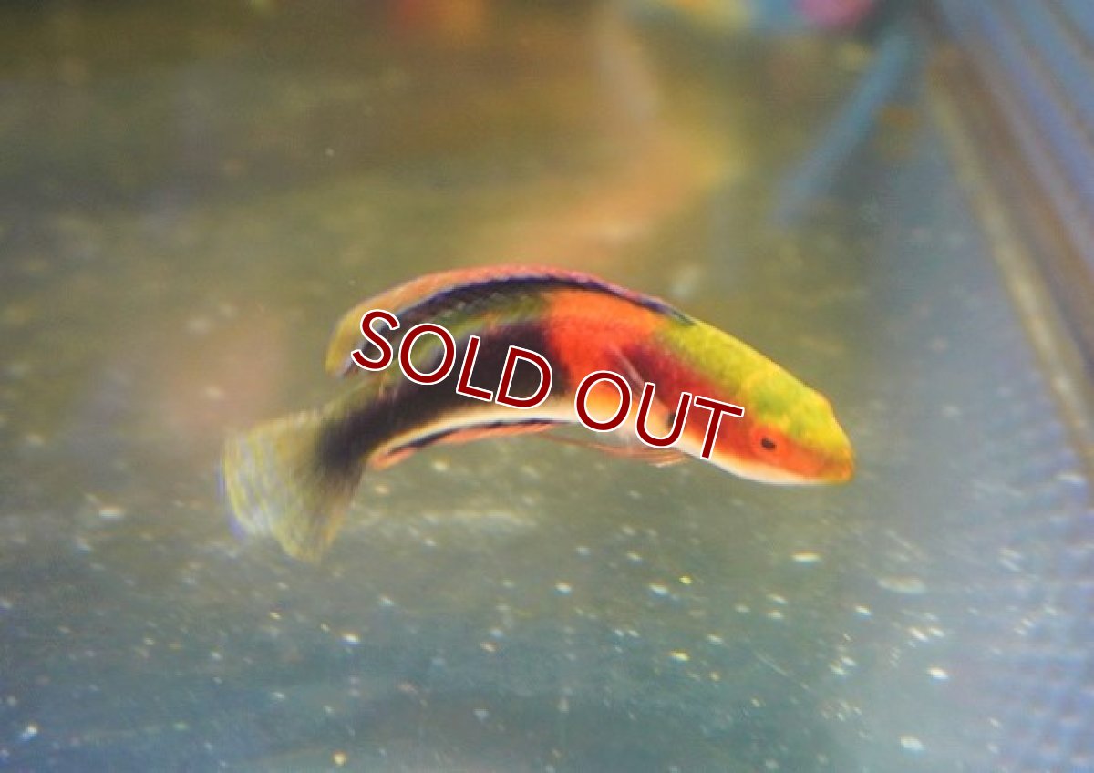 画像3: 【海水魚・ベラ】ゴシキイトヒキベラsp. （Yellow）【1匹】（±5-7cm）（サンプル画像）（生体）(海水魚) (3)