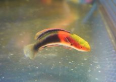 画像3: 【海水魚・ベラ】【通販】ゴシキイトヒキベラsp. （Yellow）【1匹】（±5-7cm）（サンプル画像）（生体）(海水魚) (3)