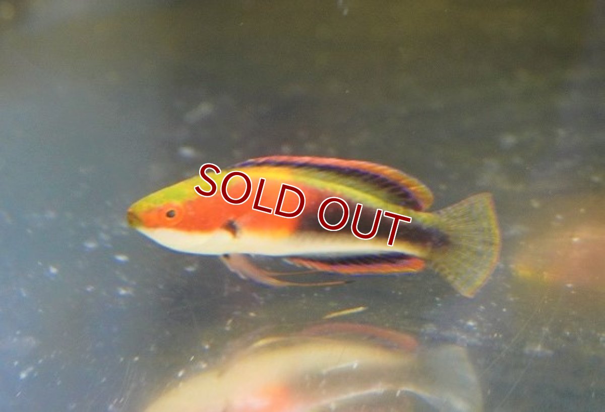 画像4: 【海水魚・ベラ】ゴシキイトヒキベラsp. （Yellow）【1匹】（±5-7cm）（サンプル画像）（生体）(海水魚) (4)