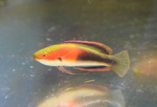 画像4: 【海水魚・ベラ】【通販】ゴシキイトヒキベラsp. （Yellow）【1匹】（±5-7cm）（サンプル画像）（生体）(海水魚) (4)