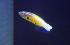 画像1: 【海水魚・ベラ】【通販】極美クリーナーフィッシュ♪アレンズラス【1匹】（±4-5cm）（サンプル画像）（生体）(海水魚) (1)