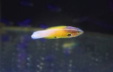 画像2: 【海水魚・ベラ】【通販】極美クリーナーフィッシュ♪アレンズラス【1匹】（±4-5cm）（サンプル画像）（生体）(海水魚) (2)