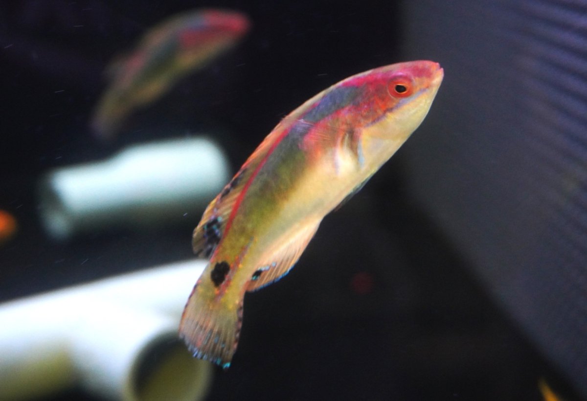 画像1: 【海水魚・ベラ】極美♪エクスクイジットラスsp.【1匹】（±5-7cm）（サンプル画像）（生体）(海水魚) (1)