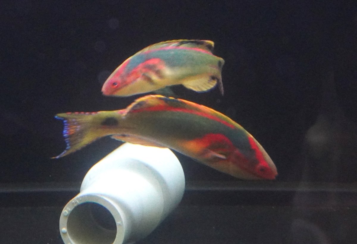 画像2: 【海水魚・ベラ】極美♪エクスクイジットラスsp.【1匹】（±5-7cm）（サンプル画像）（生体）(海水魚) (2)