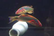 画像2: 【海水魚・ベラ】【通販】極美♪エクスクイジットラスsp.【1匹】（±5-7cm）（サンプル画像）（生体）(海水魚) (2)