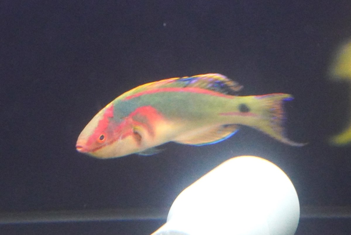 画像3: 【海水魚・ベラ】極美♪エクスクイジットラスsp.【1匹】（±5-7cm）（サンプル画像）（生体）(海水魚) (3)