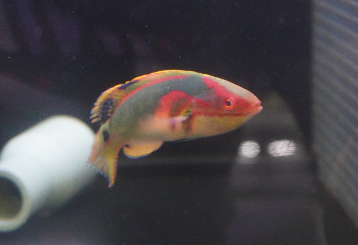 画像4: 【海水魚・ベラ】極美♪エクスクイジットラスsp.【1匹】（±5-7cm）（サンプル画像）（生体）(海水魚) (4)