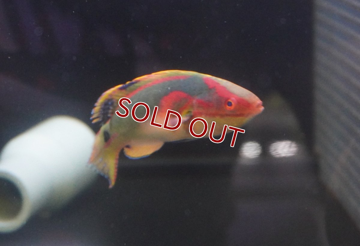 画像4: 【海水魚・ベラ】極美♪エクスクイジットラスsp.【1匹】（±5-7cm）（サンプル画像）（生体）(海水魚) (4)