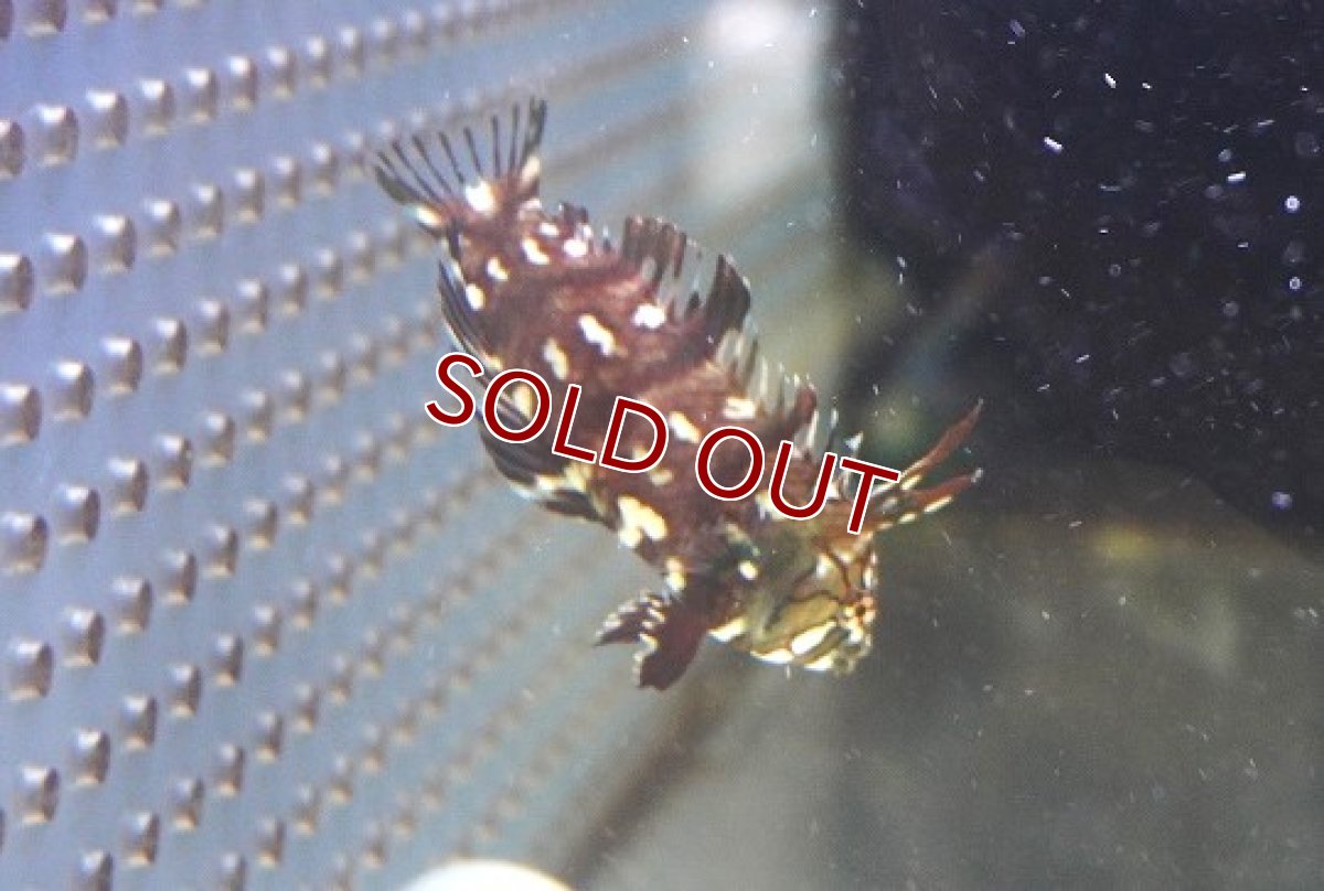 画像2: 【海水魚・ベラ】オビテンスモドキ（幼魚）【1匹】（±3-3.5cm） (サンプル画像）（生体）(海水魚) (2)