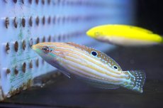 画像1: 【海水魚・ベラ】【通販】極美♪アドーンドラス【1匹】（±5-7cm） (サンプル画像）（生体）(海水魚) (1)