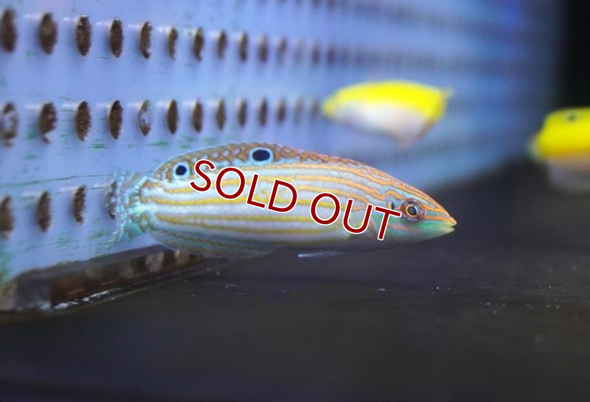 画像2: 【海水魚・ベラ】極美♪アドーンドラス【1匹】（±5-7cm） (サンプル画像）（生体）(海水魚) (2)