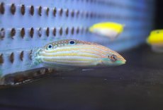 画像2: 【海水魚・ベラ】【通販】極美♪アドーンドラス【1匹】（±5-7cm） (サンプル画像）（生体）(海水魚) (2)