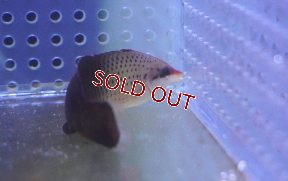 画像2: 【海水魚・ベラ】【通販】 クギベラ（チョコレートバードラス・♀）（Sサイズ）【1匹】（±5-7cm） (サンプル画像）（生体）(海水魚) (2)