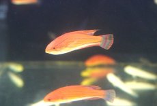 画像1: 【海水魚・ベラ】【通販】 カーペンターズラス【1匹】（±5-7cm） (サンプル画像）（生体）(海水魚) (1)