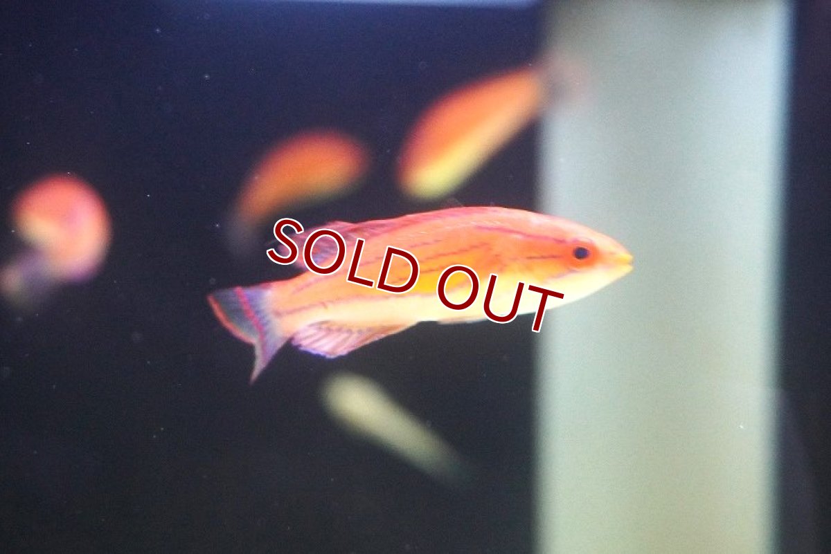 画像2: 【決算セール10％OFFクーポン対象個体】 【海水魚・ベラ】【通販】 カーペンターズラス【1匹】（±5-7cm） (サンプル画像）（生体）(海水魚) (2)