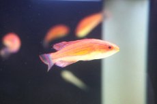 画像2: 【海水魚・ベラ】【通販】 カーペンターズラス【1匹】（±5-7cm） (サンプル画像）（生体）(海水魚) (2)