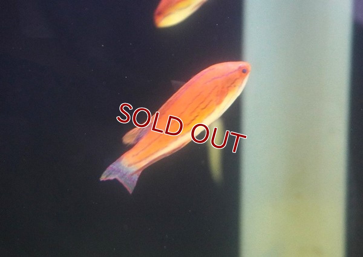 画像3: 【決算セール10％OFFクーポン対象個体】 【海水魚・ベラ】【通販】 カーペンターズラス【1匹】（±5-7cm） (サンプル画像）（生体）(海水魚) (3)