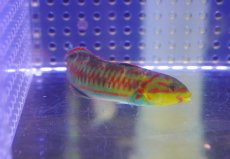 画像1: 【海水魚・ベラ】【通販】 ニシキベラ【1匹】（±5-9cm） (サンプル画像）（生体）(海水魚) (1)