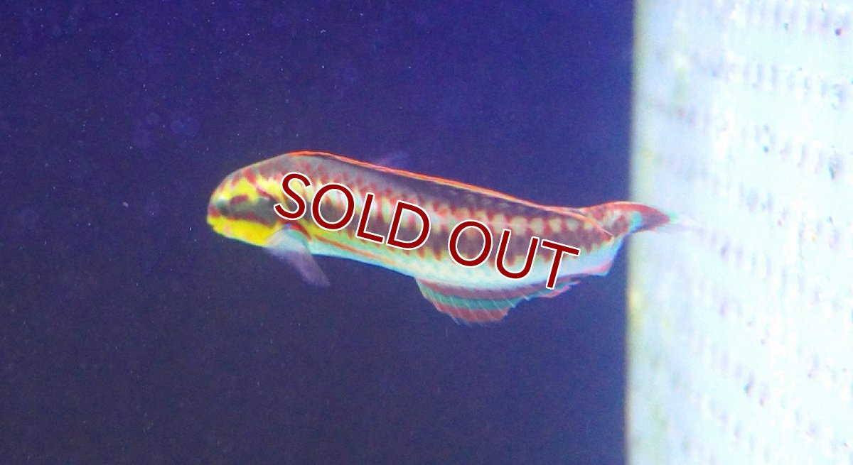 画像2: 【海水魚・ベラ】【通販】 ニシキベラ【1匹】（±5-9cm） (サンプル画像）（生体）(海水魚) (2)