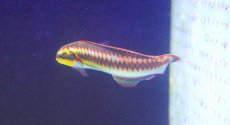 画像2: 【海水魚・ベラ】【通販】 ニシキベラ【1匹】（±5-9cm） (サンプル画像）（生体）(海水魚) (2)