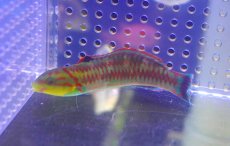 画像3: 【海水魚・ベラ】【通販】 ニシキベラ【1匹】（±5-9cm） (サンプル画像）（生体）(海水魚) (3)