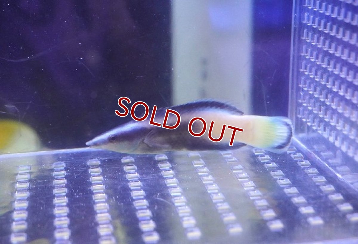 画像2: 【海水魚・ベラ】【通販】 ソメワケベラ【1匹】（±6-8cm） (サンプル画像）（生体）(海水魚) (2)