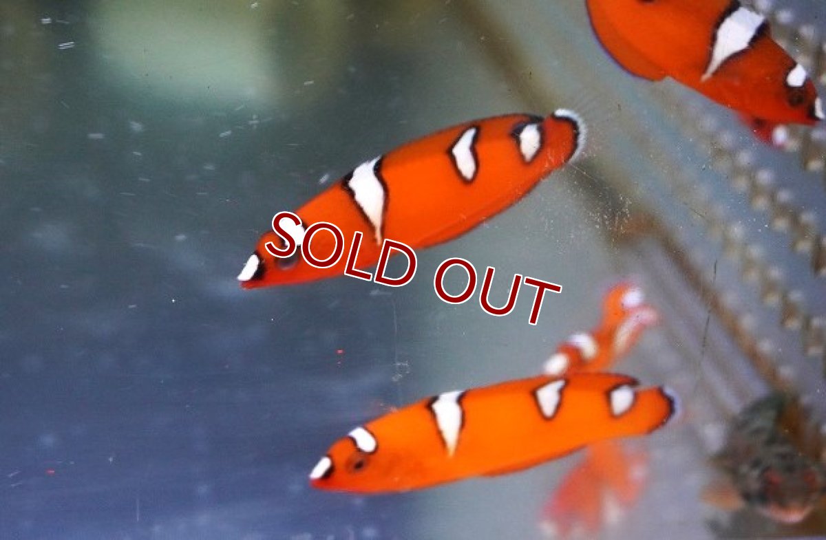 画像2: 【海水魚・ベラ】【通販】ツユベラ【1匹】（±4-5cm）（サンプル画像）（生体）(海水魚) (2)