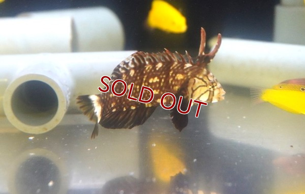 画像1: 【海水魚・ベラ】【通販】オビテンスモドキ（幼魚）【1匹】（±5-7cm）（サンプル画像）（生体）(海水魚) (1)