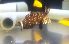画像1: 【海水魚・ベラ】【通販】オビテンスモドキ（幼魚）【1匹】（±5-7cm）（サンプル画像）（生体）(海水魚) (1)