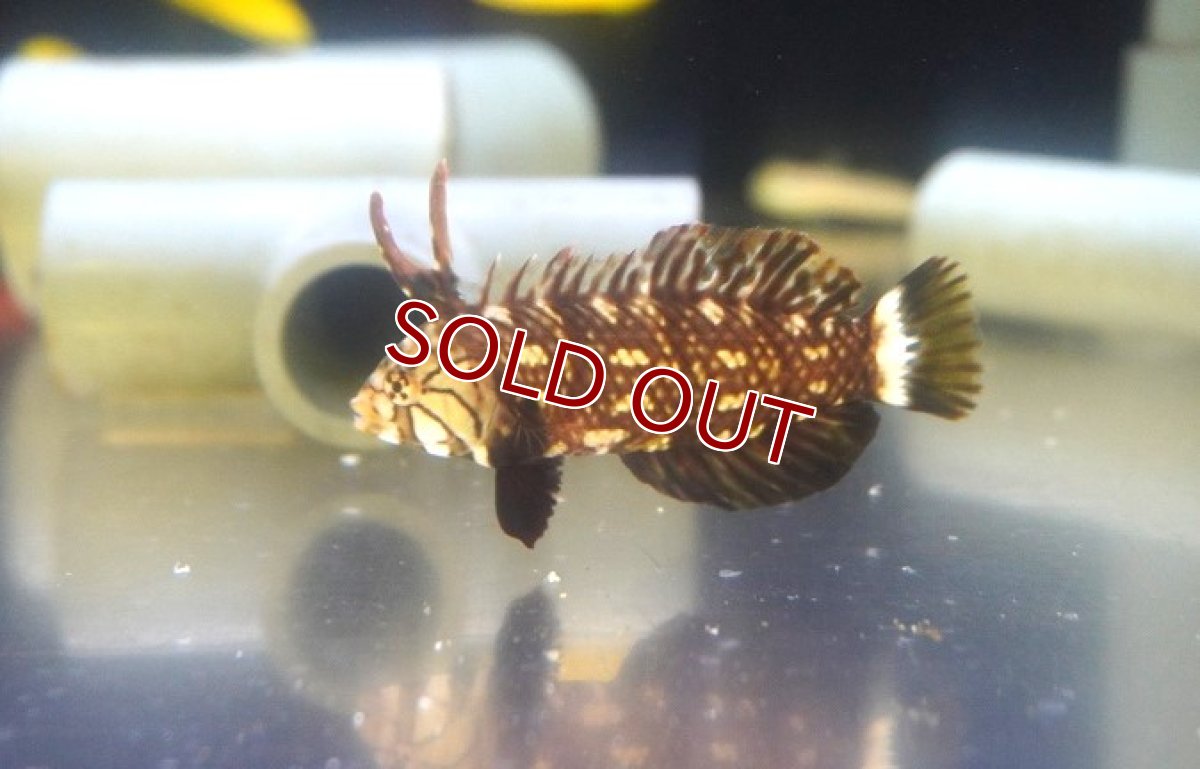 画像2: 【海水魚・ベラ】【通販】オビテンスモドキ（幼魚）【1匹】（±5-7cm）（サンプル画像）（生体）(海水魚) (2)